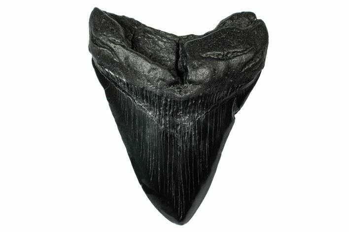 Fossil Megalodon Tooth - South Carolina #340196